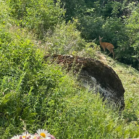 Swiss Feniks By Jolidi *