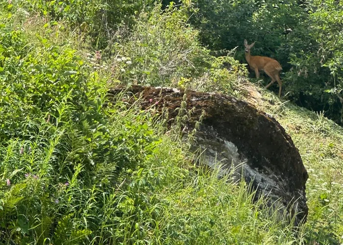 Swiss Feniks By Jolidi *